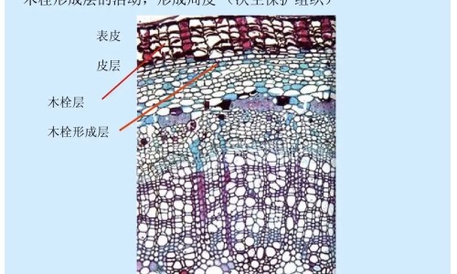 水鱼煲鸡有什么功效网-分享水鱼煲鸡放什么材料最好，水鱼煲鸡有什么功效和作用知识库